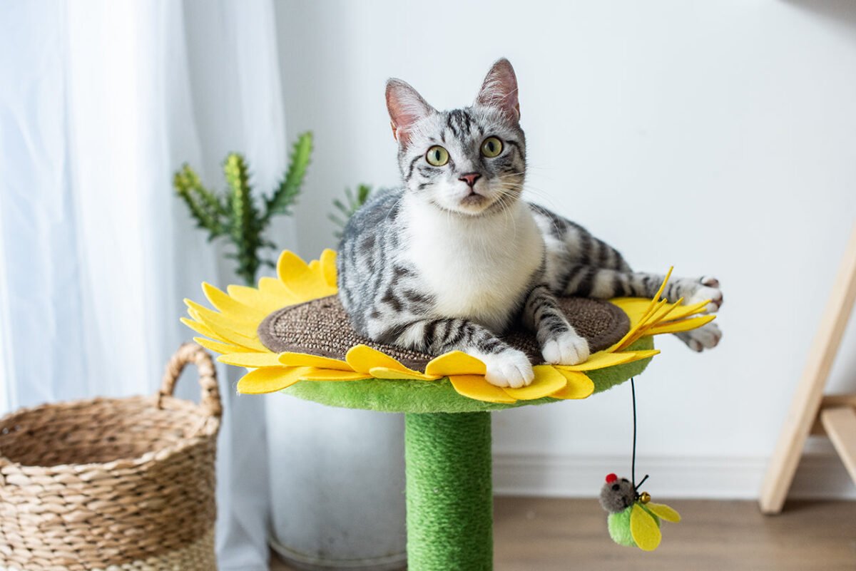 Sunflower Cat Scratcher - Image 3