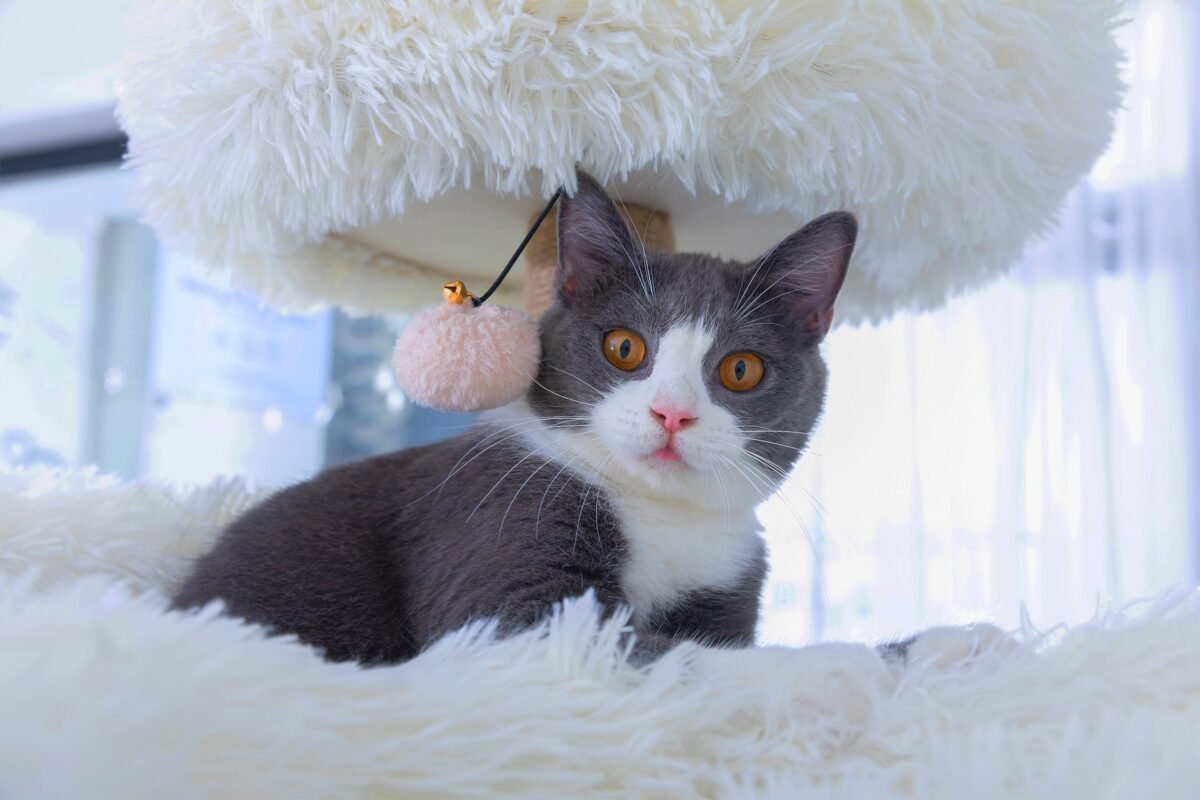 Castle 8 Level Cat Tower - Image 4
